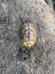 Conchyloctenia hybrida