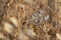 Palpares hispanus