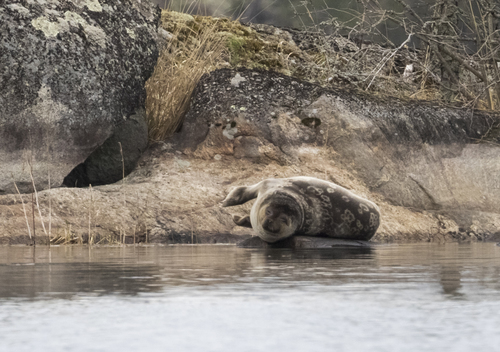 Saimaa Seal, South Savo, FI-IS, FI, photo 10 of 10
