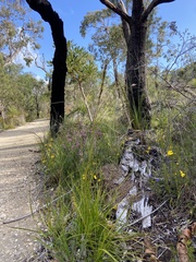 Schoenus grandiflorus