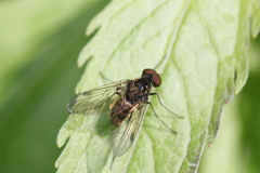 Chrysopilus cristatus