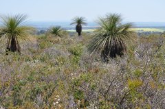 Xanthorrhoea preissii