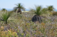 Xanthorrhoea preissii