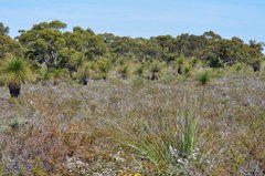 Xanthorrhoea preissii