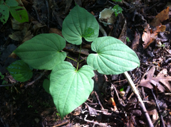 Dioscorea quaternata