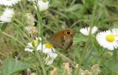Maniola jurtina