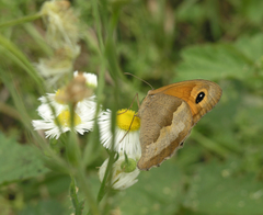 Maniola jurtina