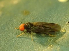 Callomyiinae
