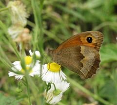 Maniola jurtina