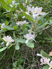 Lonicera