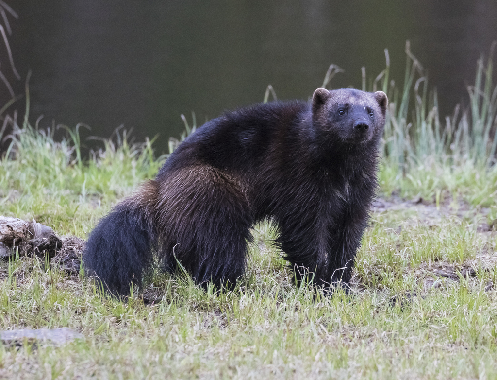 Wolverines