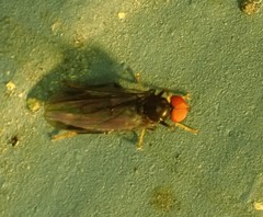 Callomyiinae
