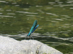 Calopteryx splendens
