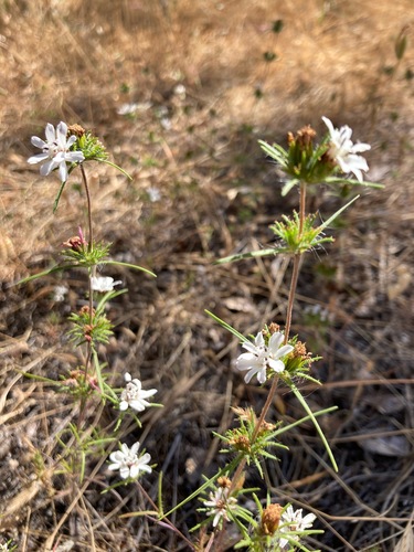 Butte County western rosinweed (Calycadenia oppositifolia)