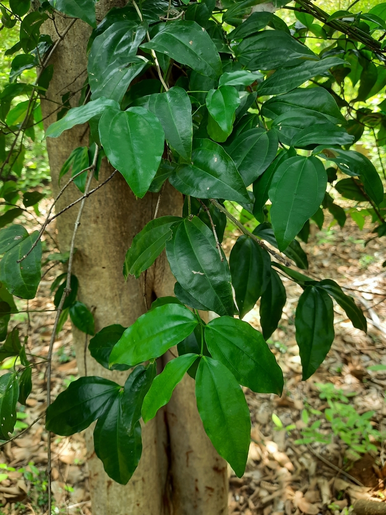 Strychnos minor (Strychnos minor)