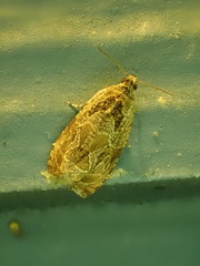Olethreutes furfuranum
