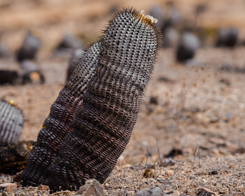 Copiapoa cinerea