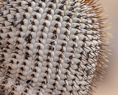 Copiapoa cinerea