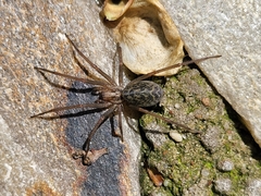 Eratigena atrica