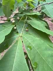 Leiobunum aldrichi