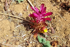 Curcuma aromatica