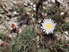 Malacothrix saxatilis implicata