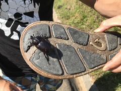 Hemiphileurus