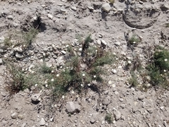 Malacothrix saxatilis implicata