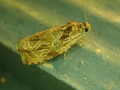 Olethreutes furfuranum