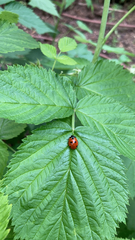 Coccinella septempunctata