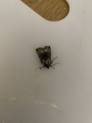 Abrostola tripartita