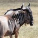 Nyassaland Wildebeest - Photo (c) Cyrus Li, some rights reserved (CC BY-NC), uploaded by Cyrus Li