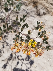 Acmispon dendroideus dendroideus