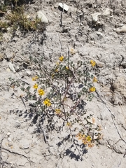 Acmispon dendroideus dendroideus