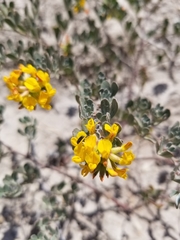 Acmispon dendroideus dendroideus