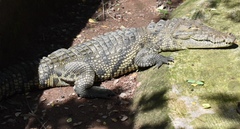 Crocodylidae