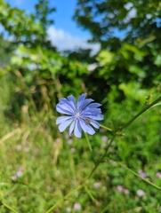 Cichorium intybus