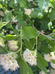 Physocarpus intermedius