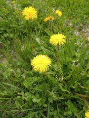 Taraxacum officinale