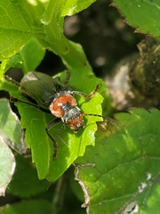 Cantharis fusca