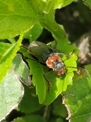 Cantharis fusca