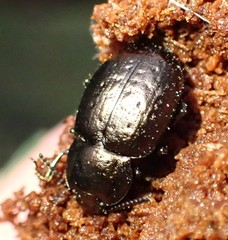 Adelium abbreviatum