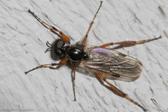 Bibio xanthopus
