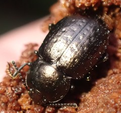 Adelium abbreviatum