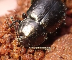 Adelium abbreviatum