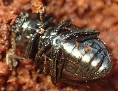 Adelium abbreviatum
