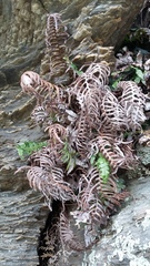 Cranfillia vulcanica