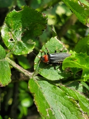 Cantharis fusca