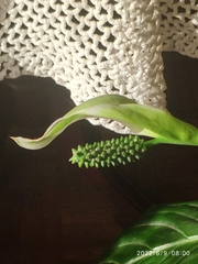 Spathiphyllum wallisii