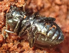 Adelium abbreviatum